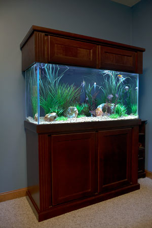 Freshwater Aquarium